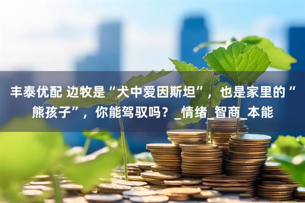 丰泰优配 边牧是“犬中爱因斯坦”，也是家里的“熊孩子”，你能驾驭吗？_情绪_智商_本能